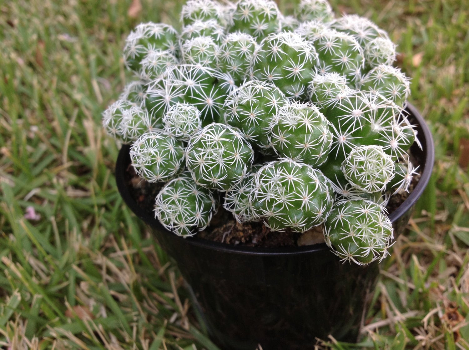 Cactus Plant Mammillaria aka Thimble Cactus