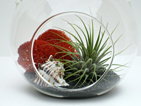 Terrarium - Striped Murex - Hanging Terrarium Kit with Air Plant / Tillandsia - Home and Living - Black - Red