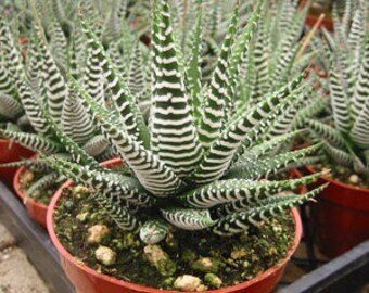 Haworthia Zebra Succulent Plant