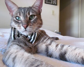Classy cat white shirt collar & black/white striped bowtie
