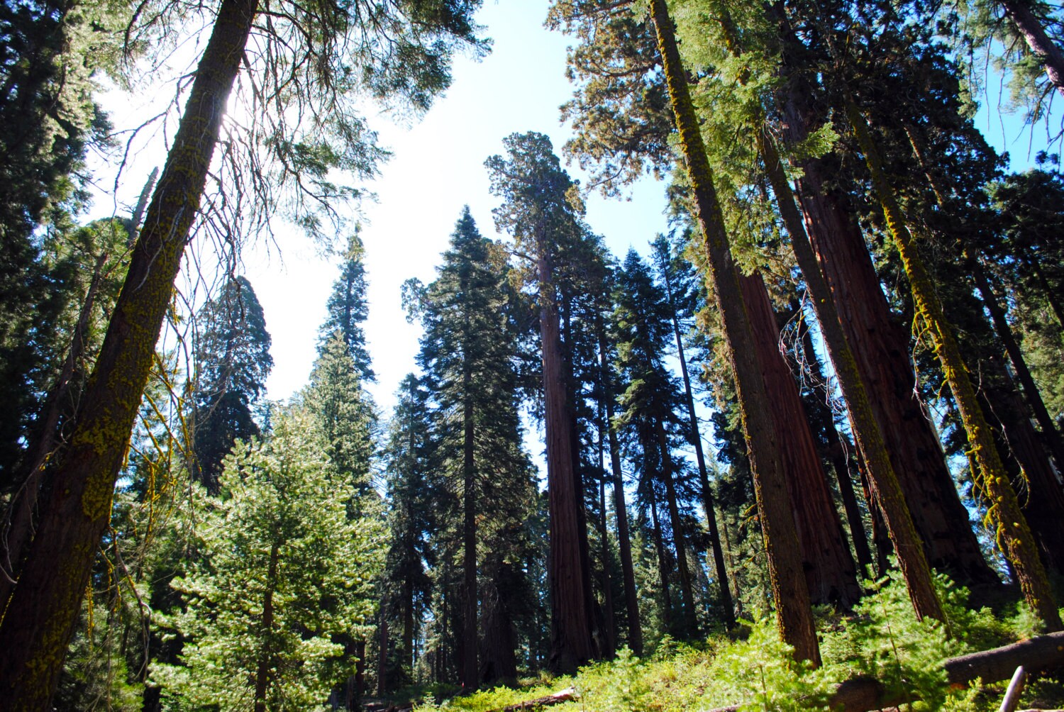 Redwood and pine trees at Yosemite National Park print in