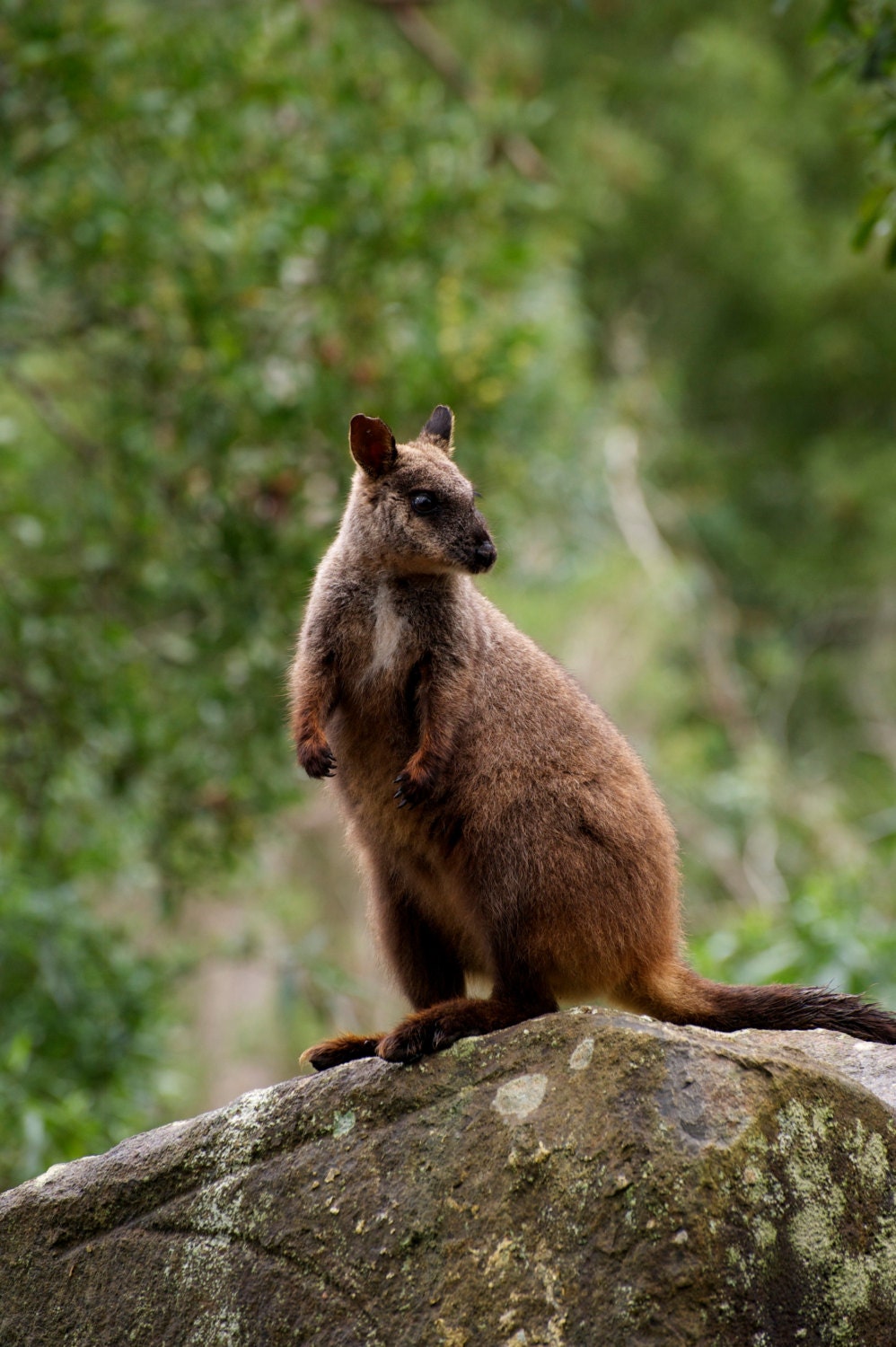 Rock Wallaby Posing