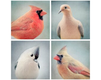 Animal Wall Art, Bird Photography, Bird Art Prints Set, Cute Animal Wall Decor, Bird Photos, Animal Art Prints, Photography Set of 4 Prints