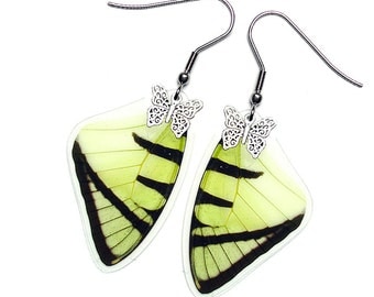 Real Butterfly Wing Earrings (Agetes Forewing - E006)