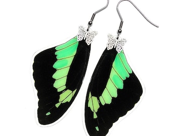 Real Butterfly Wing Earrings (Phorcas Forewing - E085)