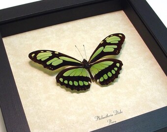 Real Butterfly Green Peru Glider Conservation Display 483