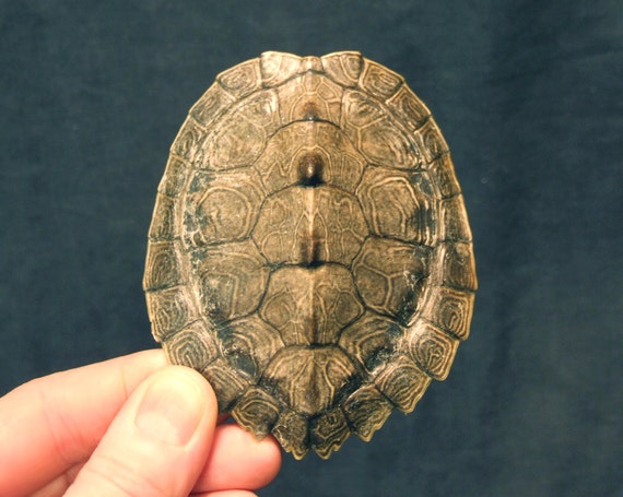 BABY MAP TURTLE real shell reptile part for by ChimeraCurio