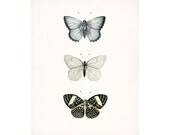 Vintage Butterfly Collection Butterfly Natural History Giclee Art Print No. 2