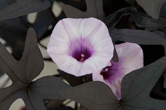 Get Purple And White Trumpet Shaped Flower Gif