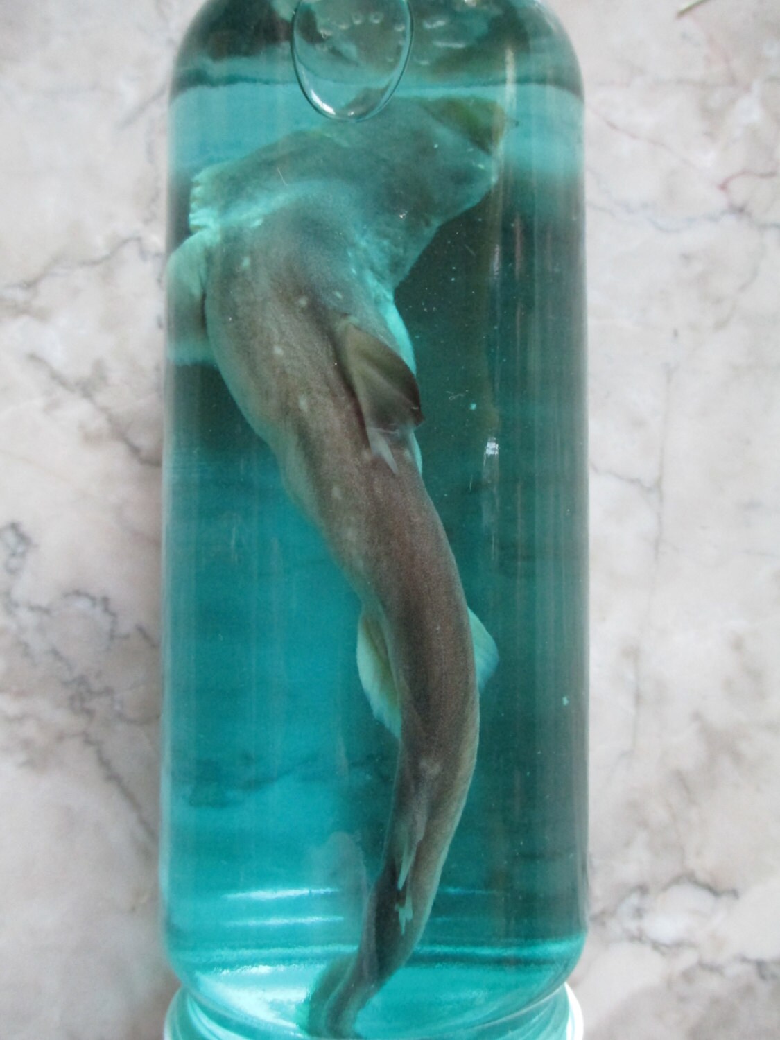 Reef Shark Specimen in a Jar SHIP FREE