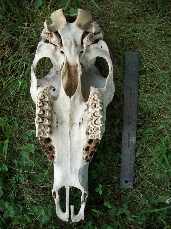 cow elk skull