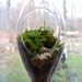 hanging terrarium