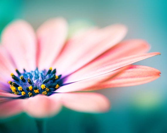 flower photography nature Prints flower floral print Daisy