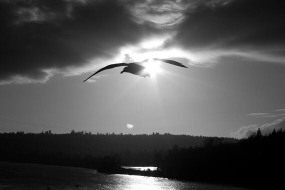 Black and White, Flying Seagull - 11 X 14 Print