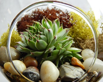Bliss Gardens Succulent Terrarium Kit with Moss and River Rocks / 4" Round or 7" Teardrop Glass