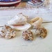 5 Small Hawk Wing Conch Sea Shells Beach Found in Brown Orange Tan (lot 184)