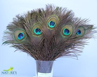 100pcs Real, Natural Peacock Feathers about 10-12 Inches High Quality