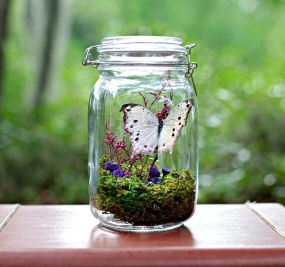Butterfly Terrarium Kit Mother's Day Gift Kit