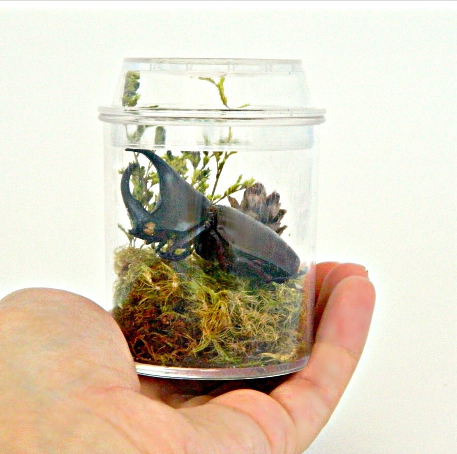 Terrarium Kits for Children Butterfly and Insect Decor