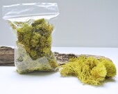 1 oz. Bag - Natural Green Preserved Reindeer Moss