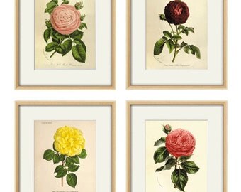 Victorian Botanical Prints