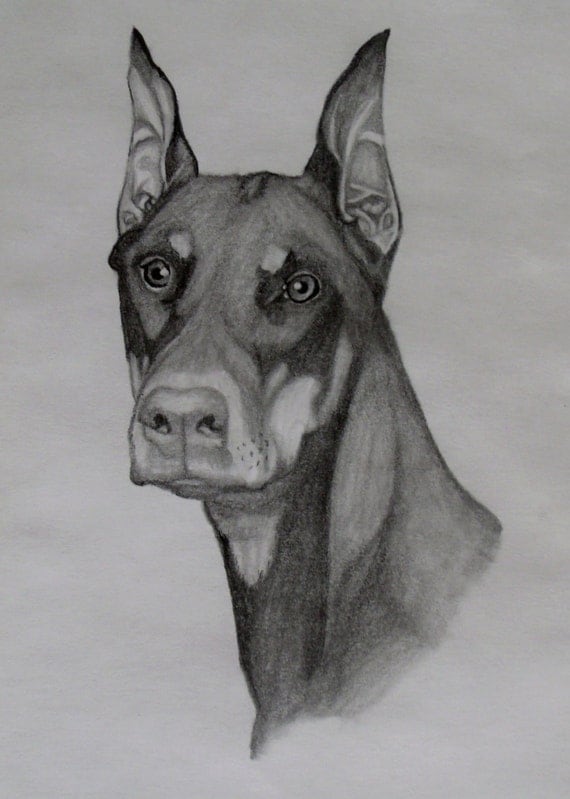 Items similar to Black and White Graphite Doberman Pincher Drawing ...