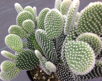 Cactus plant, Oppuntia microdasys, Angel Wings or Bunny Ears.