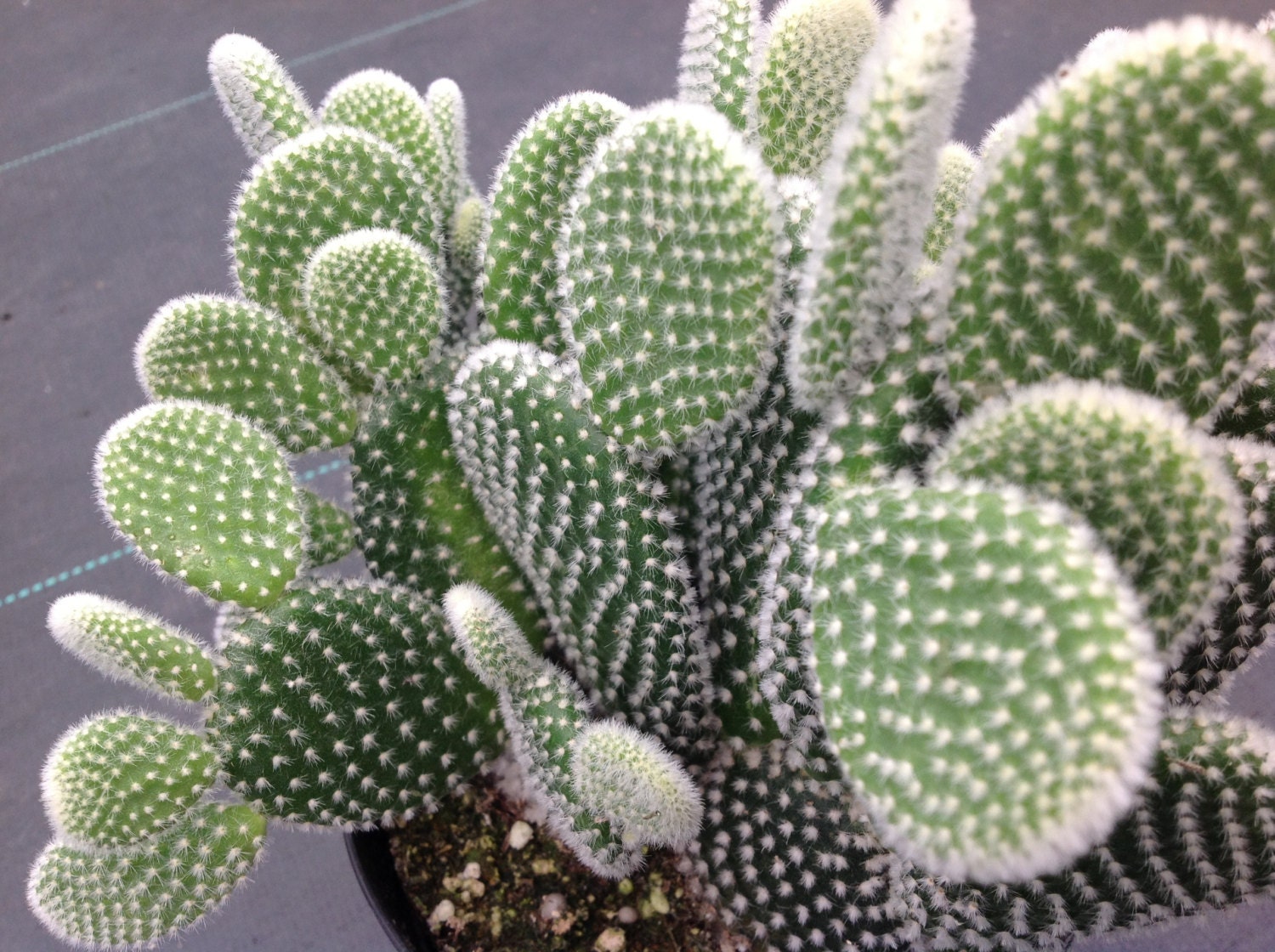 Cactus plant Oppuntia microdasys Angel Wings or Bunny Ears.