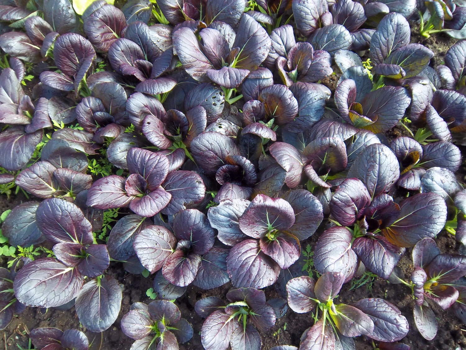 Pak choi Seeds Purple a.K.a Bak choy CHINESE by CaribbeanGarden