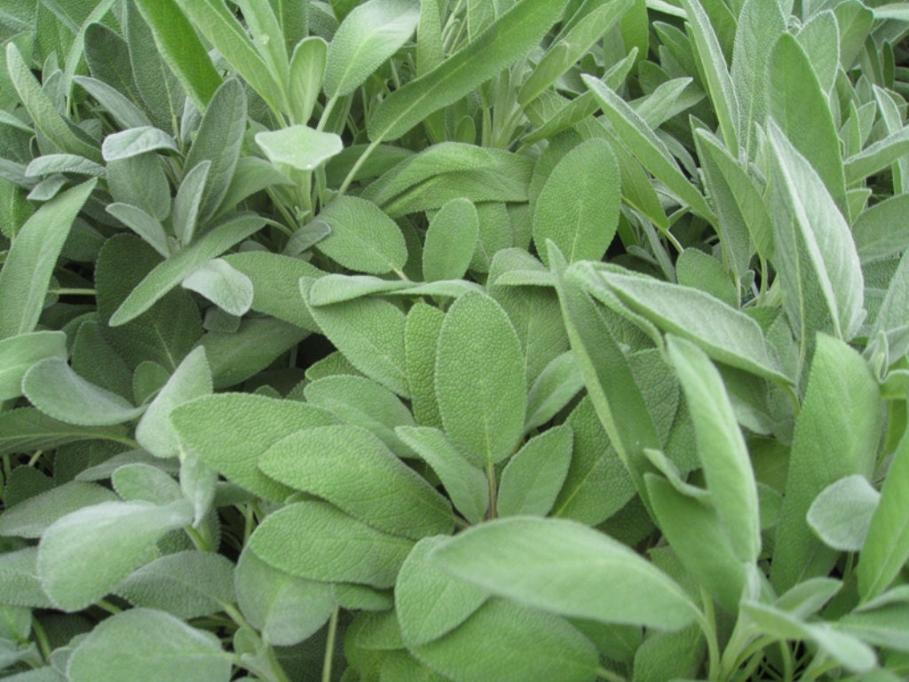 Sage Herb Seeds 'Broadleaf Sage Herb SeedS by CaribbeanGarden