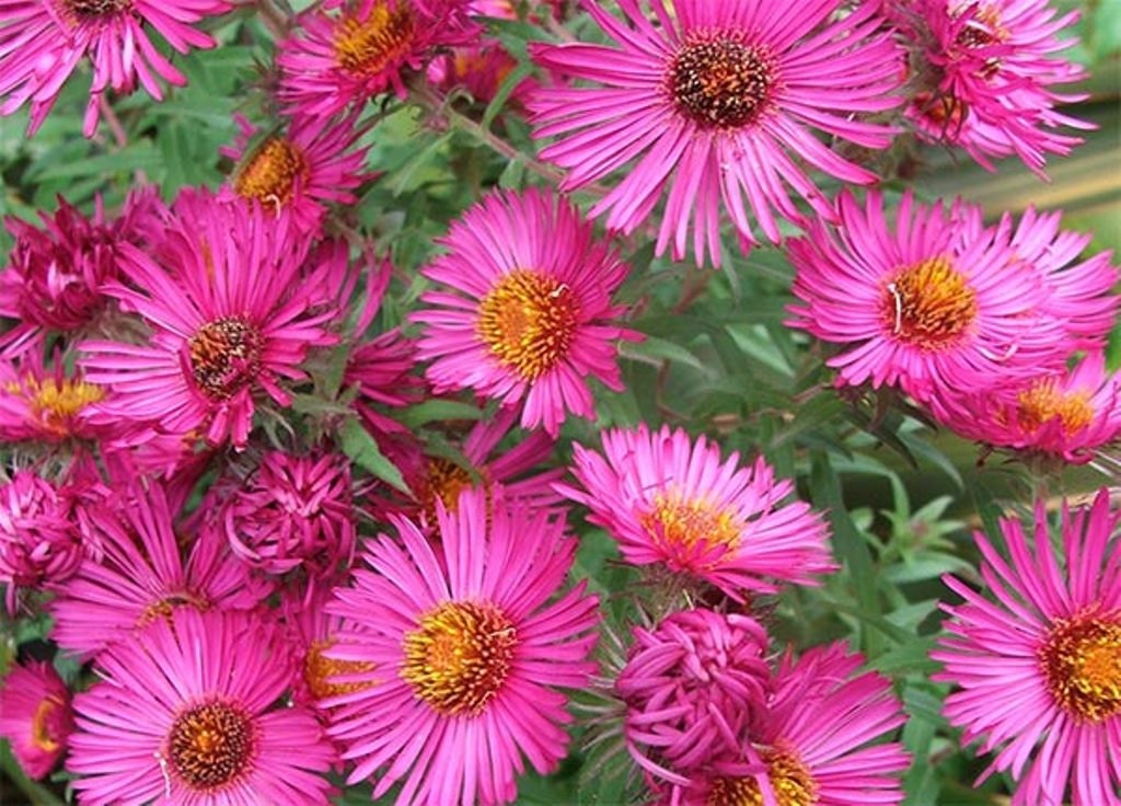 Aster Seeds Pink Aster Alpinus Pink by CaribbeanGarden on Etsy