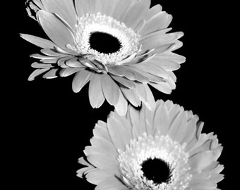 Popular items for white gerber daisy on Etsy