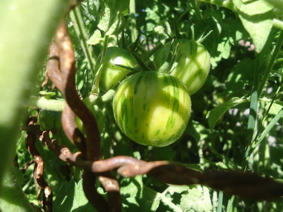 green vernissage tomato plant green vernissage tomato plant