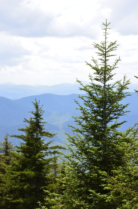 Clearance Nature Photography Great Smokies Pine by WNCarolinaGirl