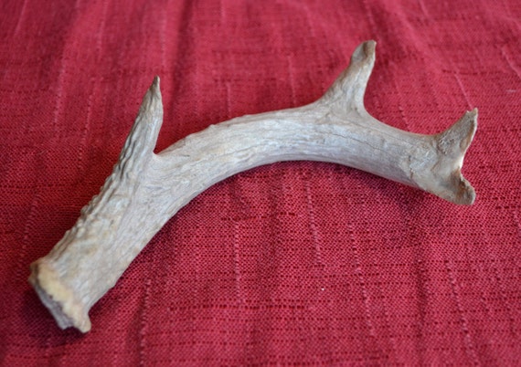 FOSSILIZED DEER ANTLER Real Bone Horn Taxidermy by TheCoyoteWoman