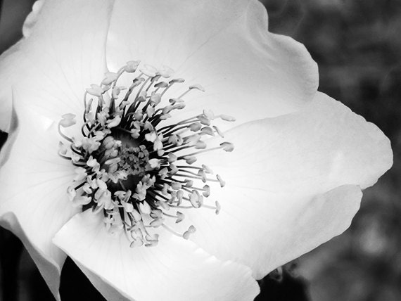 Items similar to Flower Black and White Photography Art Print, Black