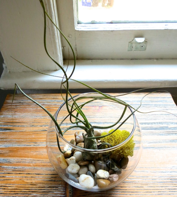 12 Air Plant Terrariums Air Plants in Glass Terrariums