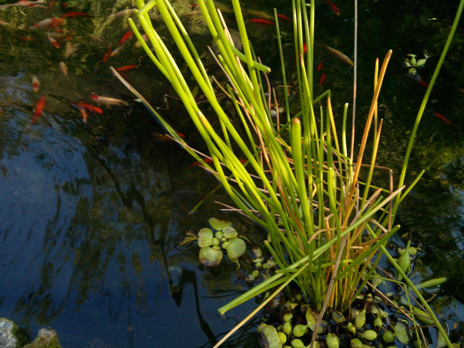 Items similar to Live Aquatic Plant ORGANICALLY GROWN
