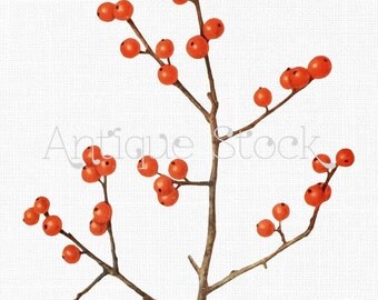 Orchid old Image Cattleya Flowers Drawing Clip Art Vintage