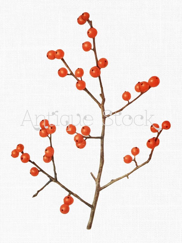 Winterberry Branch Old Image - Tree Branch Clip Art - Vintage