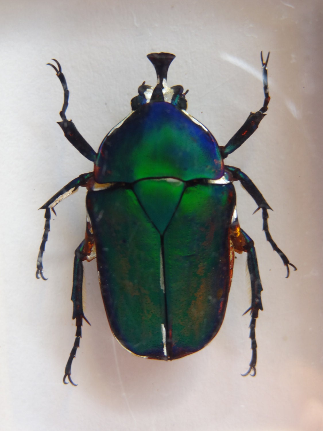 Real Unicorn Green Rose Chafer Beetle Specimen by ButterflyPalace