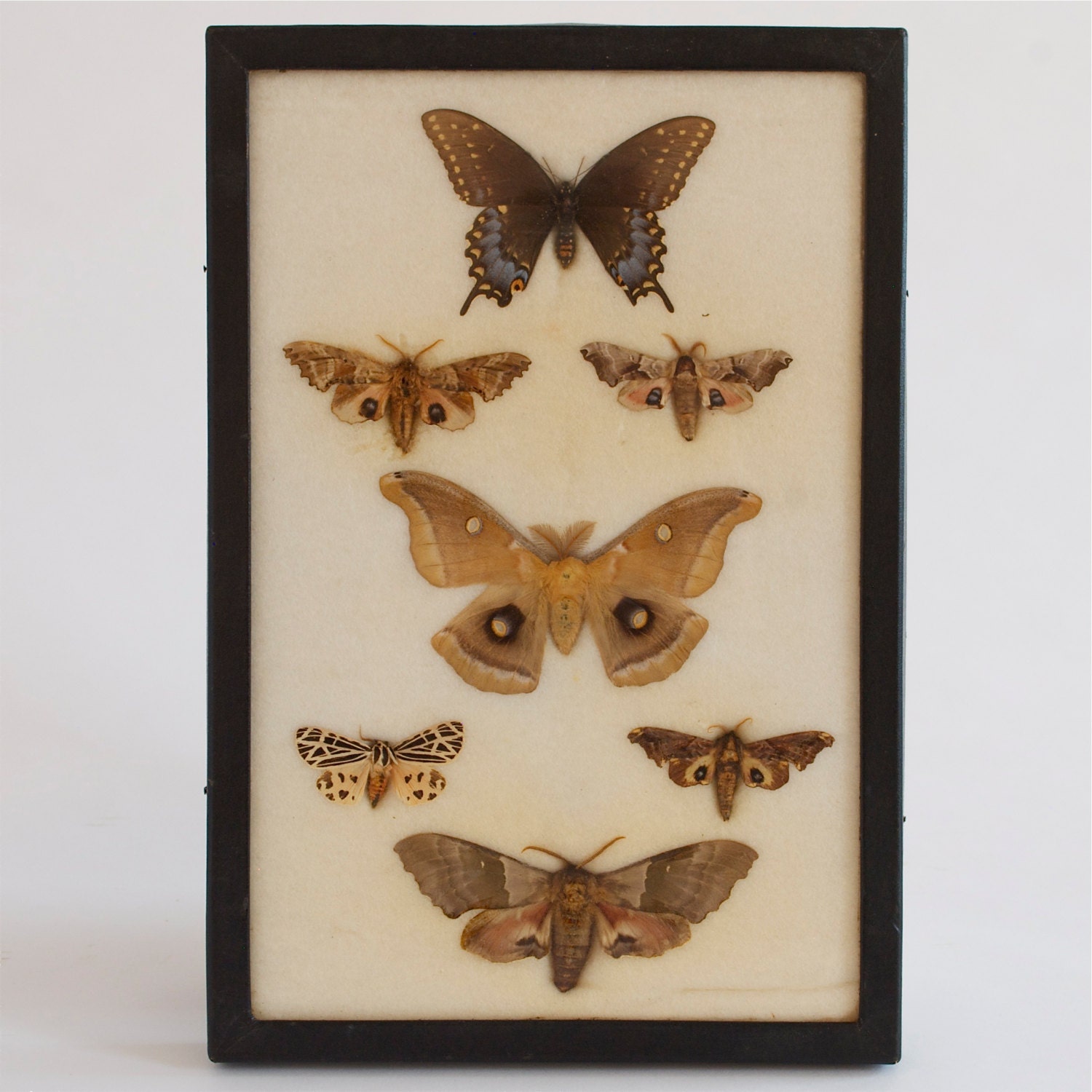 vintage mounted butterfly/moth specimens