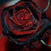 darkrose20