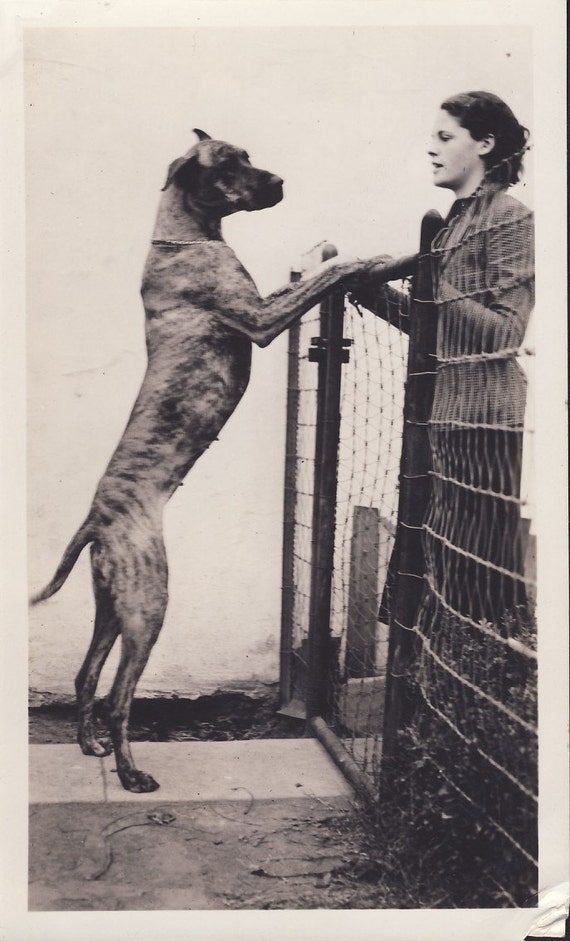 GREAT DANE DOG Stands on Hind Legs and Is As Tall as The Woman