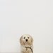 reserved for Laura only Slip Leash: Smoke, Medium