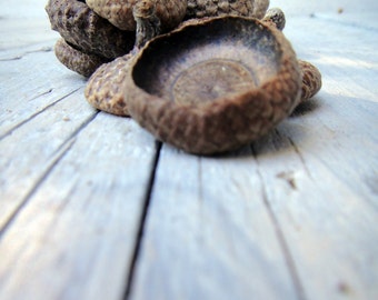 50 LARGE Natural Acorn caps, 55 MEDIUM, 60 SMALL - natural supplies for crafts, hobbies and decoration