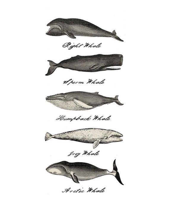 Items similar to Five Vintage Whales Print-11x14 OR 16x20 Print on Etsy