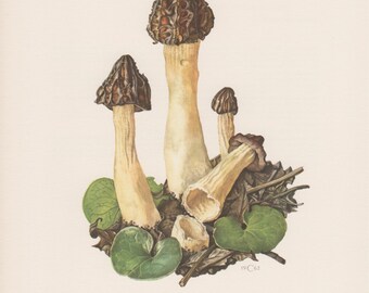 Popular Items For Morel Mushrooms On Etsy