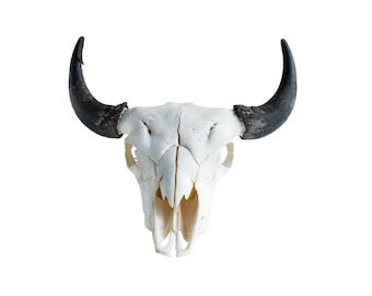 Real Bone Buffalo (Bison) Skull