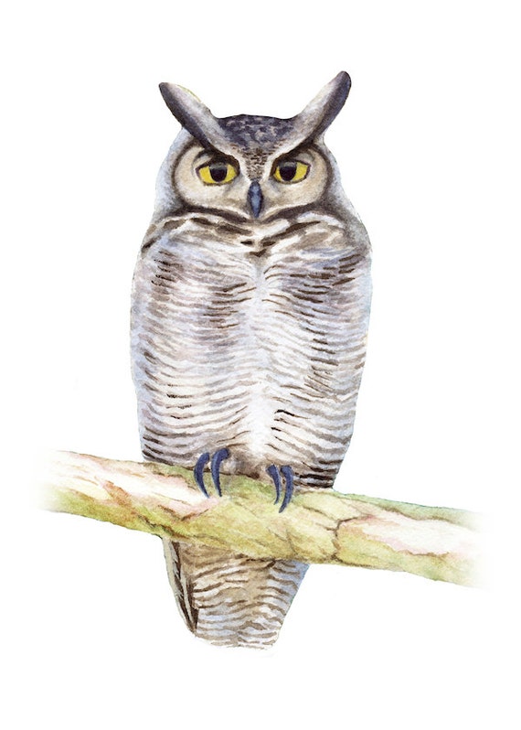 Great Horned Owl Watercolor 5x7 Print by JBatesArt on Etsy